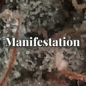 Manifestation Cannabis Strain