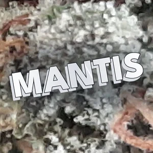 Mantis Cannabis Strain