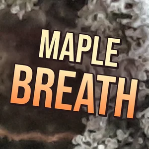 Maple Breath Cannabis Strain