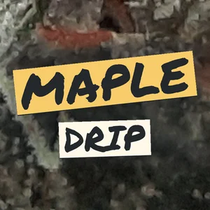 Maple Drip Cannabis Strain
