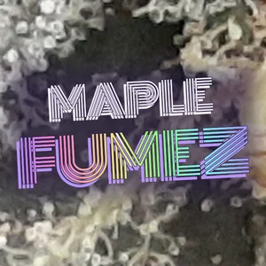 Maple Fumez Cannabis Strain