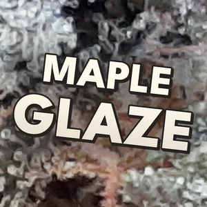Maple Glaze Cannabis Strain