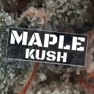 Maple Kush Cannabis Strain
