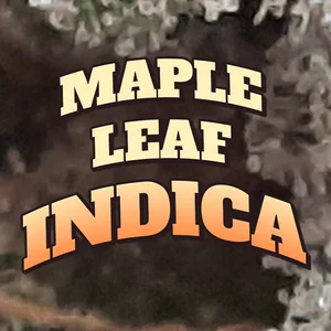 Maple Leaf Indica Cannabis Strain
