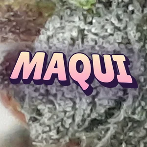 Maqui Cannabis Strain