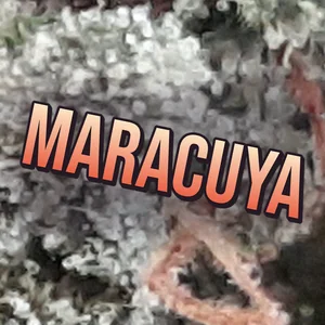 Maracuya Cannabis Strain