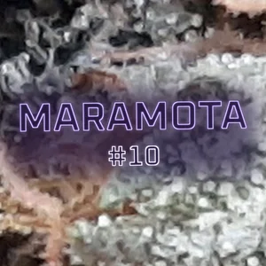 Maramota #10 Cannabis Strain