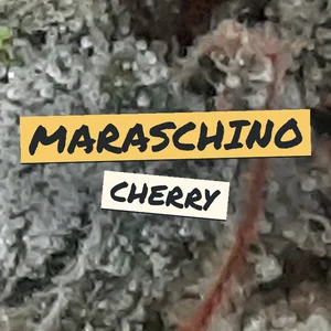 Maraschino Cherry Cannabis Strain