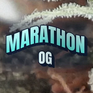 Marathon OG Cannabis Strain