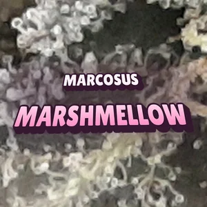 Marcosus Marshmellow Cannabis Strain