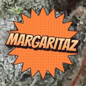 Margaritaz Cannabis Strain