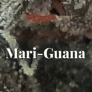Mari-Guana Cannabis Strain