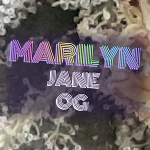Marilyn Jane OG Cannabis Strain