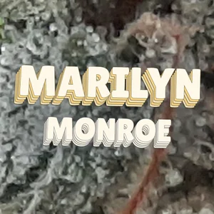 Marilyn Monroe Cannabis Strain