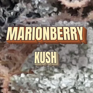 Marionberry Kush Cannabis Strain