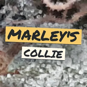 Marley's Collie Cannabis Strain