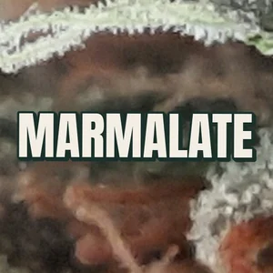 Marmalate Cannabis Strain