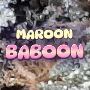 Maroon Baboon Cannabis Strain