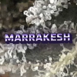 Marrakesh Cannabis Strain