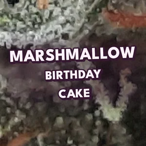 Marshmallow Birthday Cake Cannabis Strain