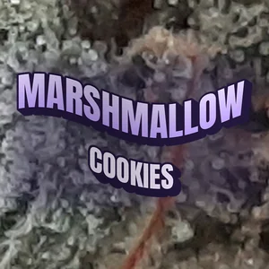 Marshmallow Cookies Cannabis Strain