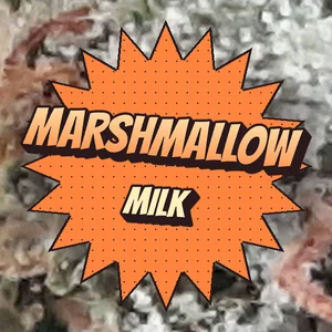 Marshmallow Milk Cannabis Strain