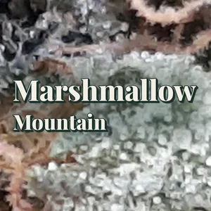 Marshmallow Mountain Cannabis Strain