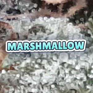 Marshmallow Cannabis Strain