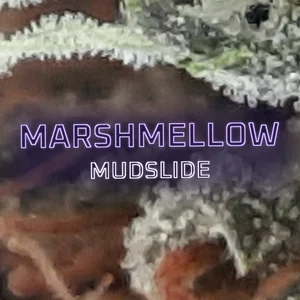 Marshmellow Mudslide Cannabis Strain