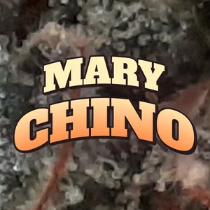 Mary Chino Cannabis Strain