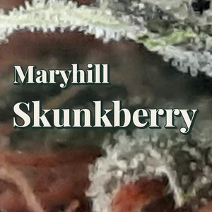 Maryhill Skunkberry Cannabis Strain