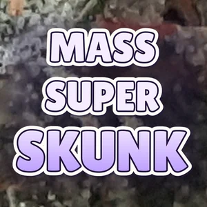 Mass Super Skunk Cannabis Strain