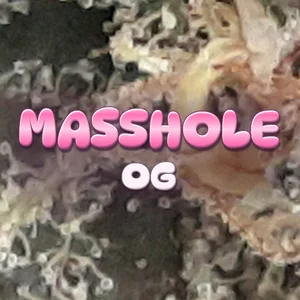Masshole OG Cannabis Strain