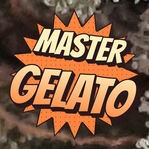 Master Gelato Cannabis Strain
