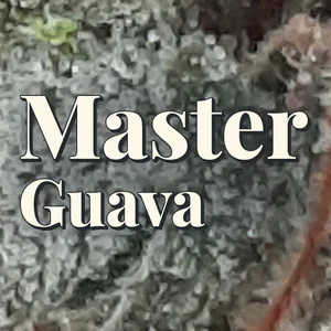 Master Guava Cannabis Strain