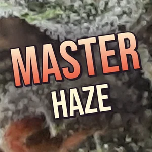 Master Haze Cannabis Strain