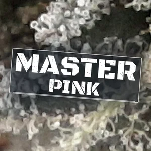 Master Pink Cannabis Strain
