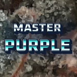 Master Purple Cannabis Strain