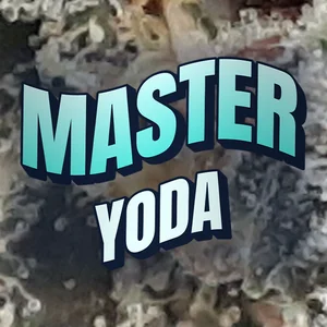 Master Yoda Cannabis Strain