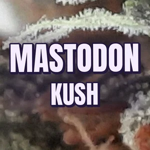 Mastodon Kush Cannabis Strain