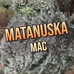 Matanuska MAC Cannabis Strain