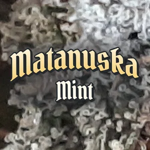 Matanuska Mint Cannabis Strain