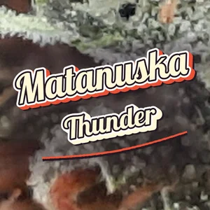 Matanuska Thunder Cannabis Strain