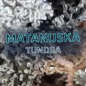Matanuska Tundra Cannabis Strain