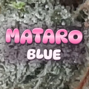 Mataro Blue Cannabis Strain