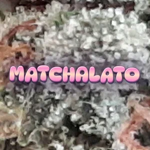 Matchalato Cannabis Strain