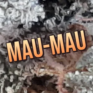 Mau-Mau Cannabis Strain