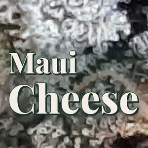 Maui Cheese Cannabis Strain