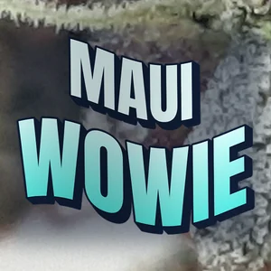 Maui Wowie Cannabis Strain