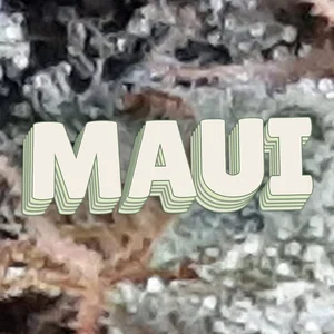 Maui Cannabis Strain